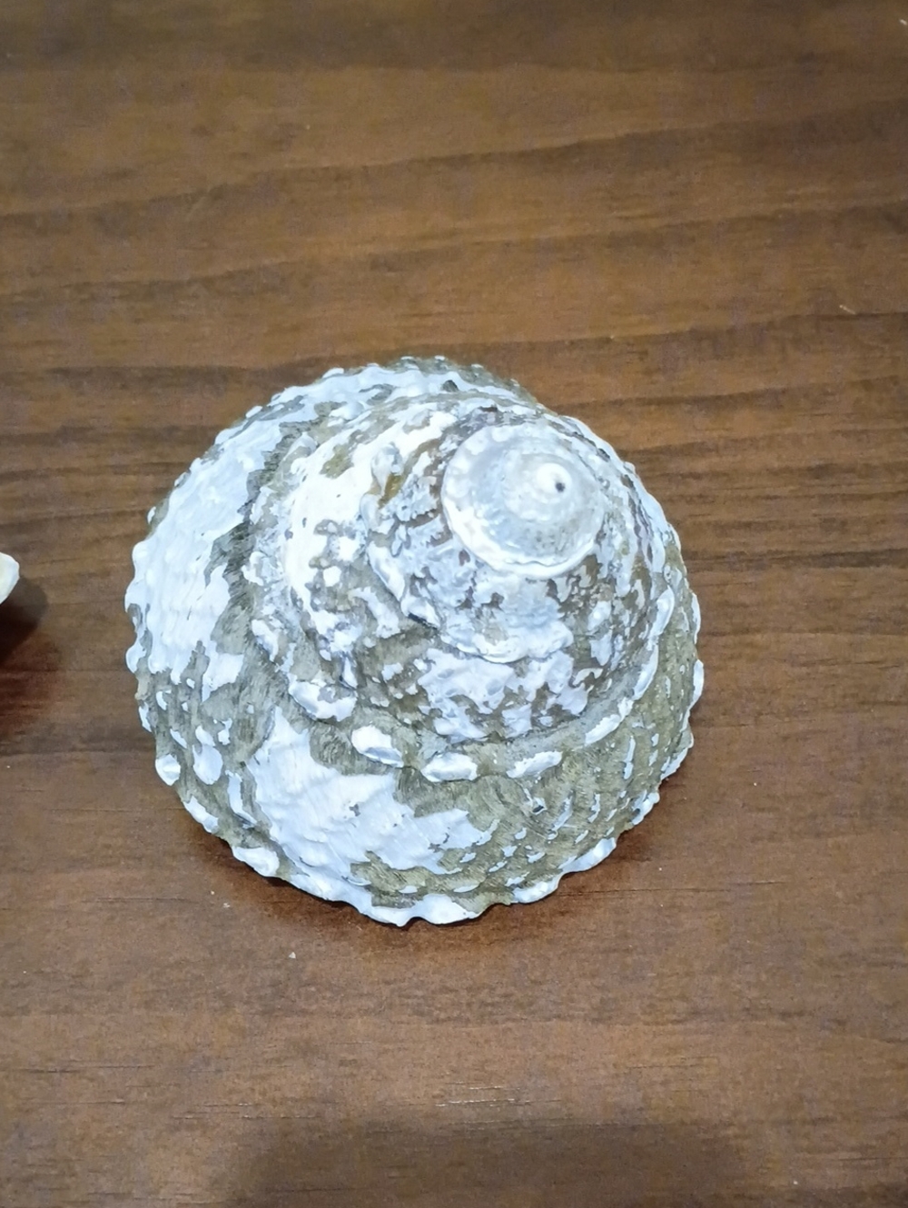 Conch Shells, Set Of 2 - Picture 6 of 10